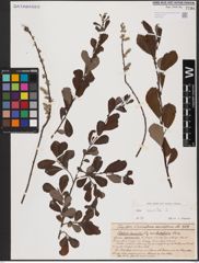 Foto von Salix aurita L.